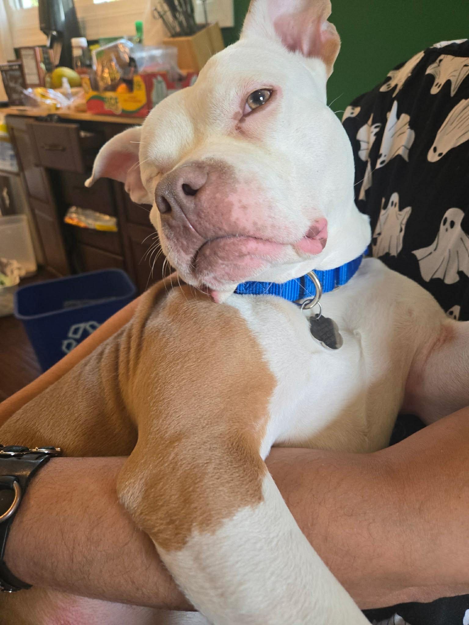 Enlarge Wiggles, a Adoptable Pit Bull Terrier in Rockville, MD image 2/3