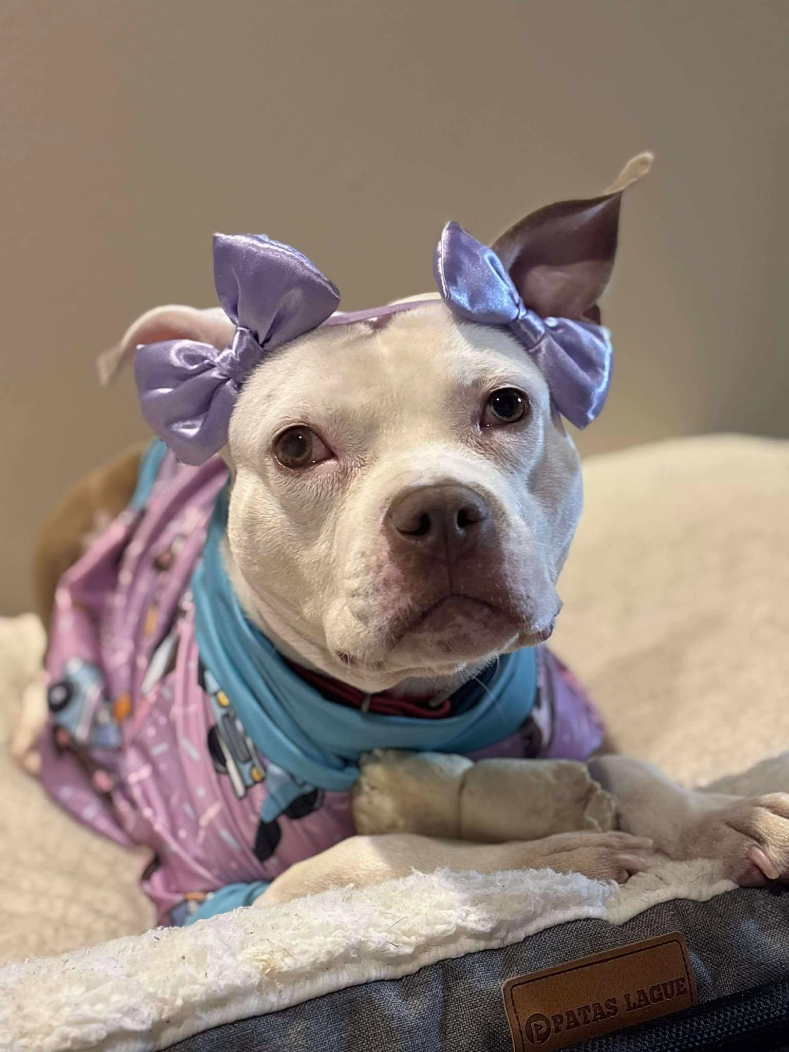 Enlarge Madame Wigglebutt (aka Segway), a Adoptable Pit Bull Terrier in Rockville, MD image 2/3