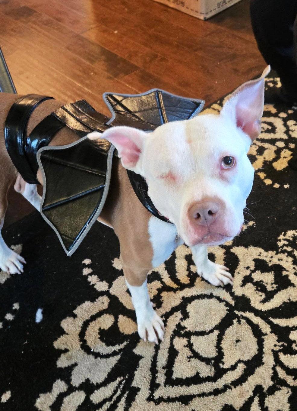 Enlarge Wiggles, a Adoptable Pit Bull Terrier in Rockville, MD image 3/3