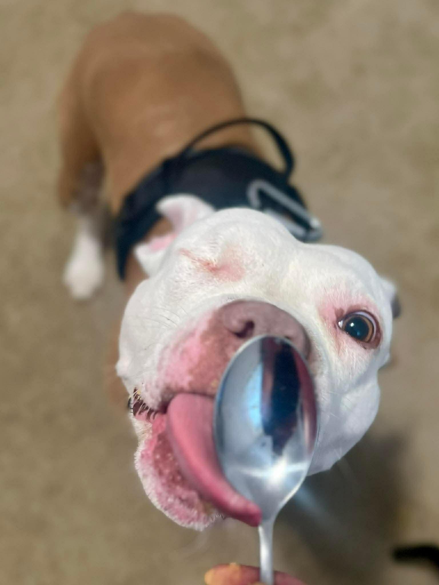 Enlarge Wiggles, a Adoptable Pit Bull Terrier in Rockville, MD image 2/3