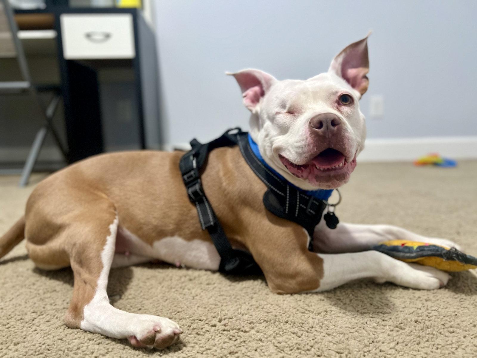 Enlarge Wiggles, a Adoptable Pit Bull Terrier in Rockville, MD image 3/3