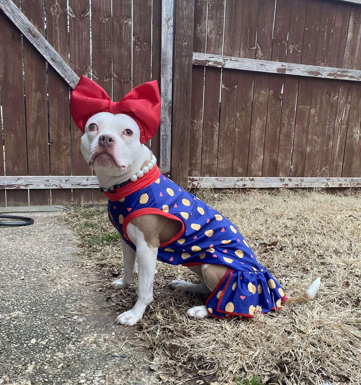 Enlarge Madame Wigglebutt (aka Segway), a Adoptable Pit Bull Terrier in Rockville, MD image 3/3