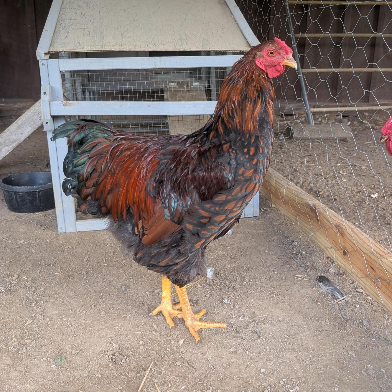 Enlarge Dot, a Adoptable Chicken in Cooperstown, NY image 1/1