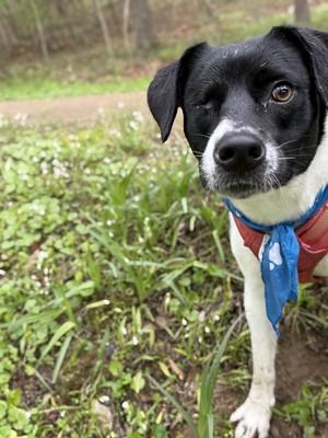 Iris, ADOPTABLE, Adult Female Mixed Breed.