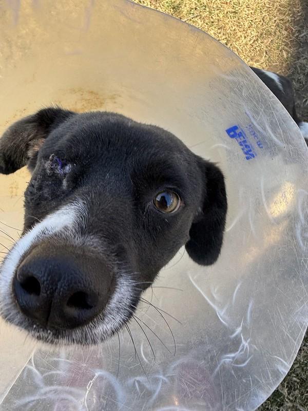 Enlarge Iris, a ADOPTABLE Mixed Breed in Thornton, PA image 5/5