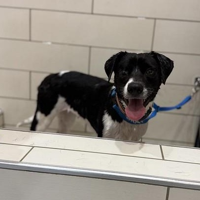 Iris, ADOPTABLE, Adult Female Mixed Breed.