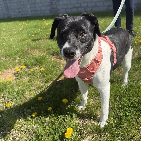 Enlarge Iris, a ADOPTABLE Mixed Breed in Thornton, PA image 5/6