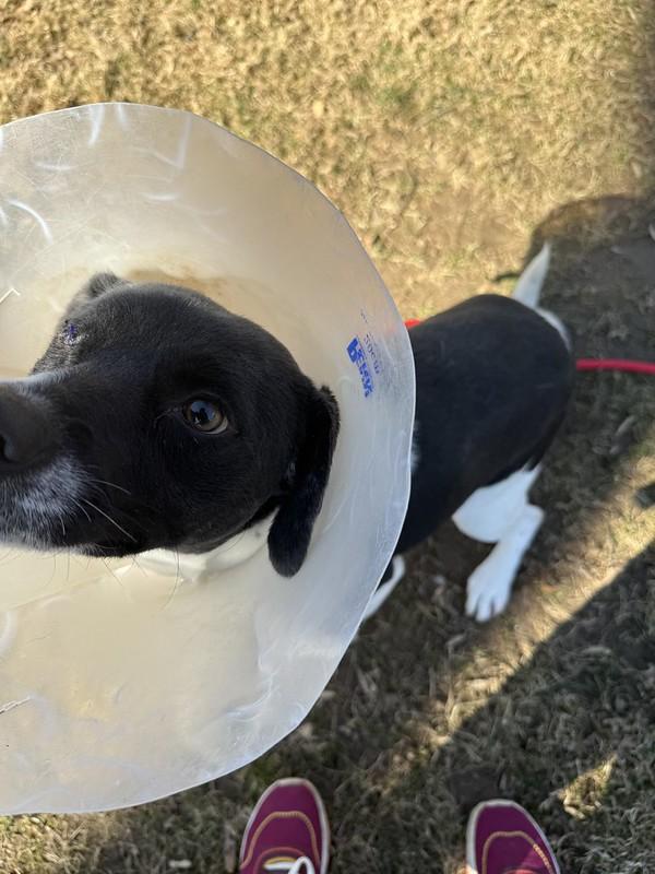 Enlarge Iris, a ADOPTABLE Mixed Breed in Thornton, PA image 4/5