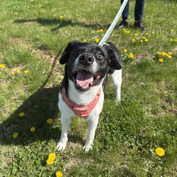 Enlarge Iris, a ADOPTABLE Mixed Breed in Thornton, PA image 1/6