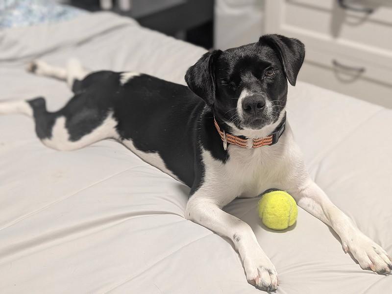 Iris, a ADOPTABLE Mixed Breed in Narberth, PA image 4/6