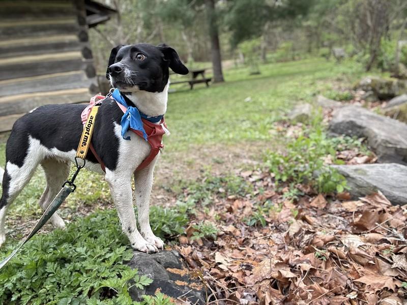 Enlarge Iris, a ADOPTABLE Mixed Breed in Thornton, PA image 2/6