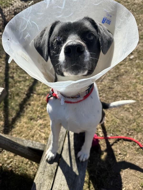 Enlarge Iris, a ADOPTABLE Mixed Breed in Thornton, PA image 3/5