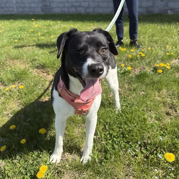 Enlarge Iris, a ADOPTABLE Mixed Breed in Thornton, PA image 2/6