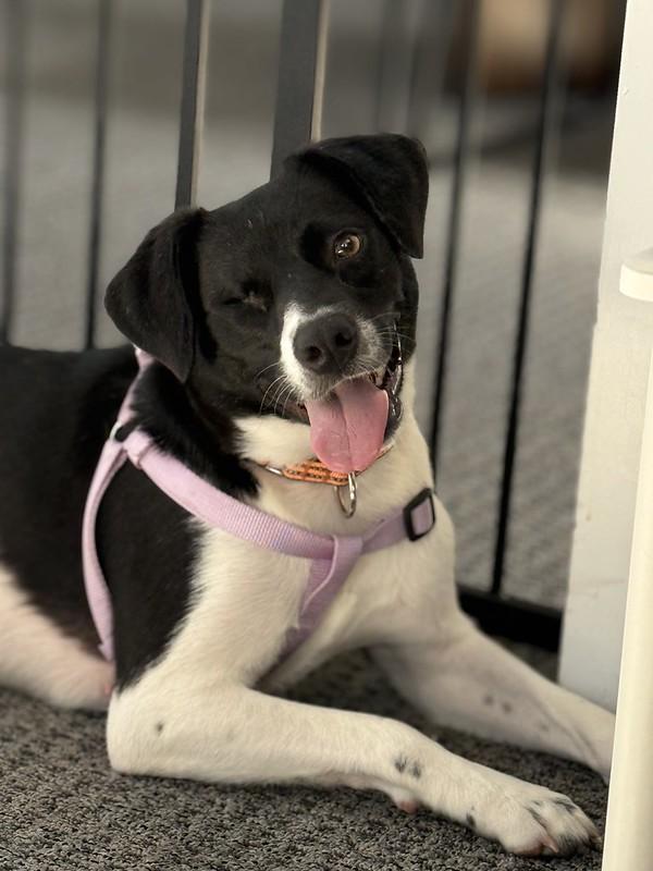 Iris, a ADOPTABLE Mixed Breed in Narberth, PA image 3/6