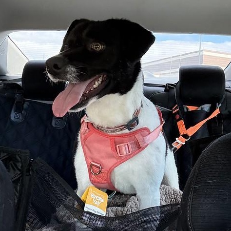 Enlarge Iris, a ADOPTABLE Mixed Breed in Thornton, PA image 2/5