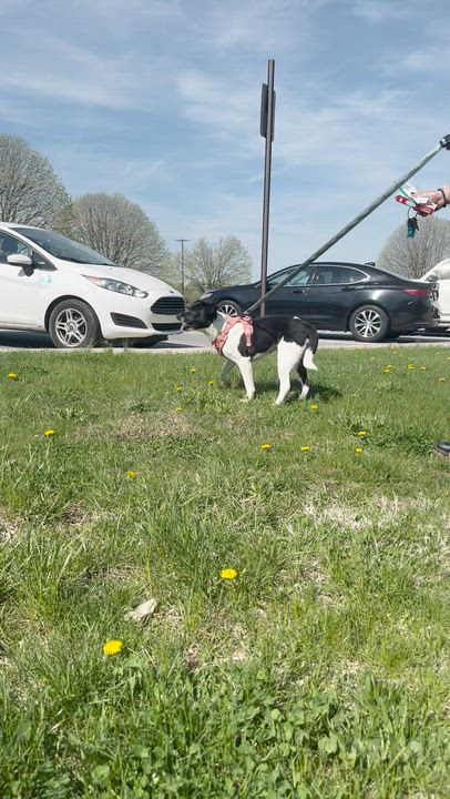 Enlarge Iris, a ADOPTABLE Mixed Breed in Thornton, PA video 4/6