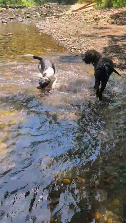Enlarge Iris, a ADOPTABLE Mixed Breed in Narberth, PA video 6/6