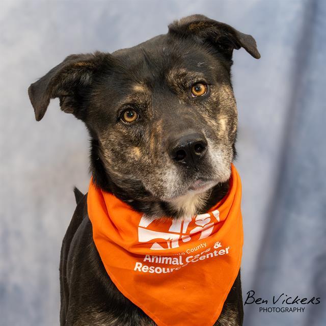 Enlarge CERBERUS, a Adoptable mixed breed in Albuquerque, NM image 2/2
