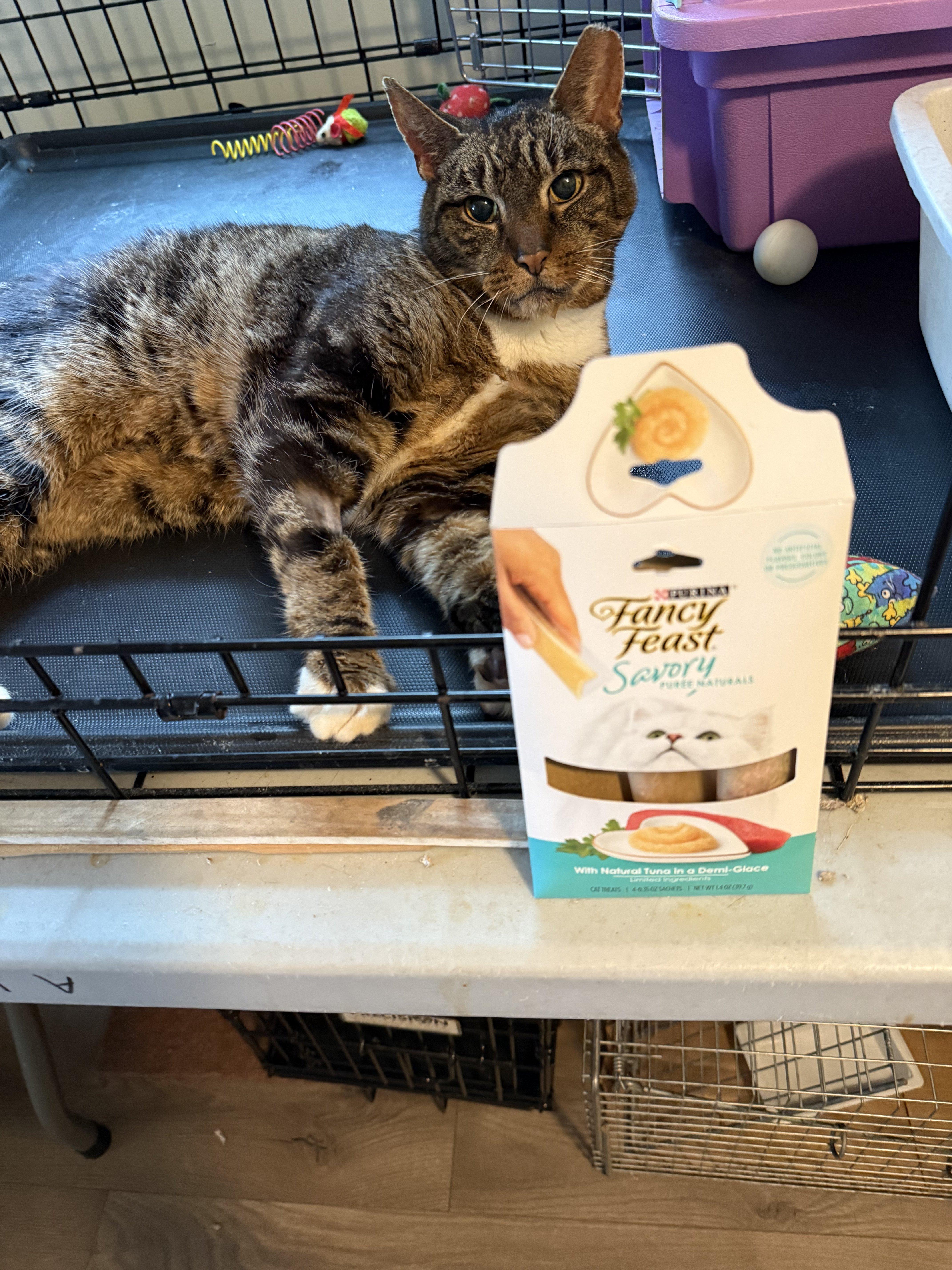 WhitePaw, ADOPTABLE, Adult Male Domestic Short Hair & Tabby.