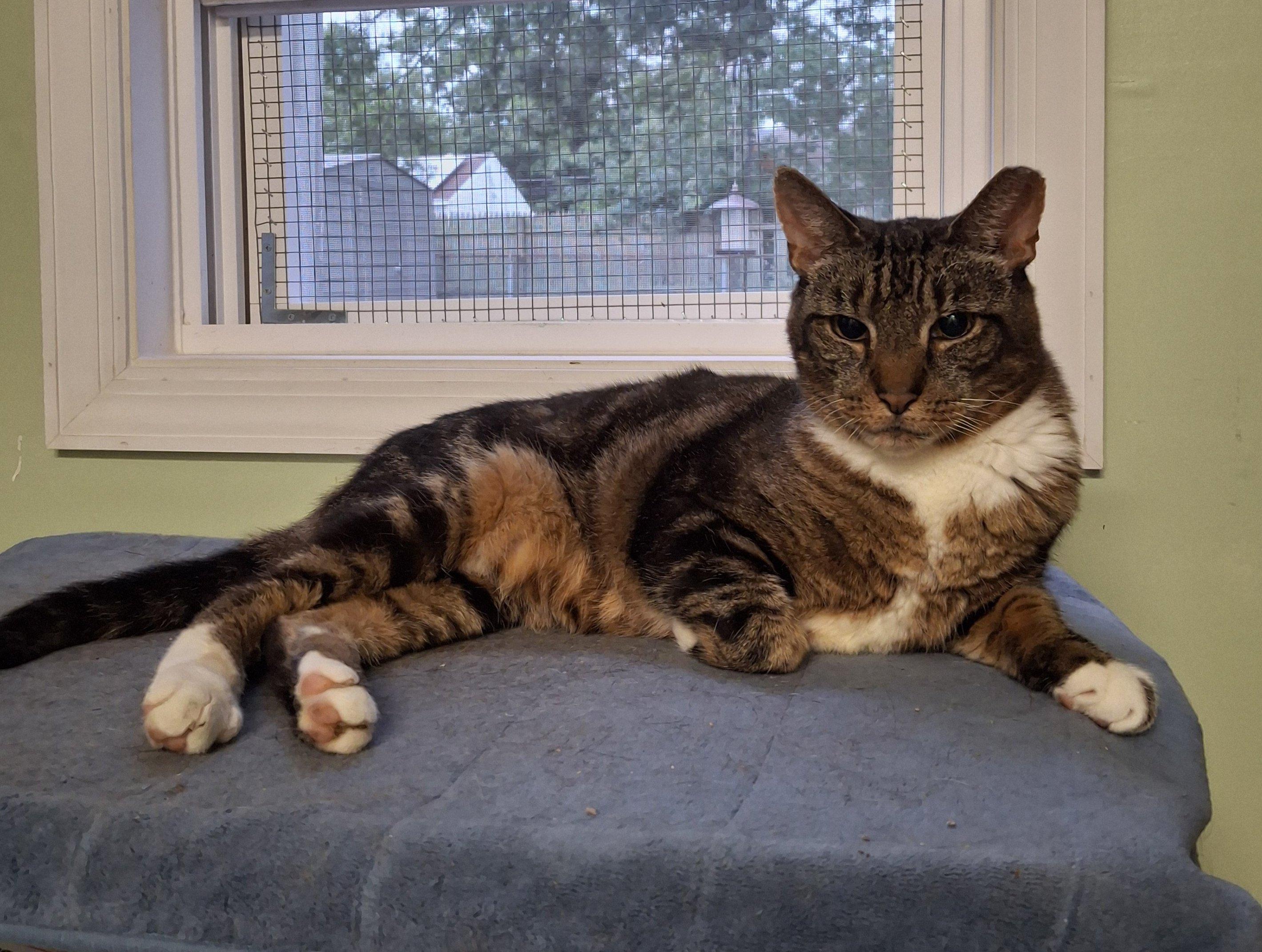 WhitePaw photo