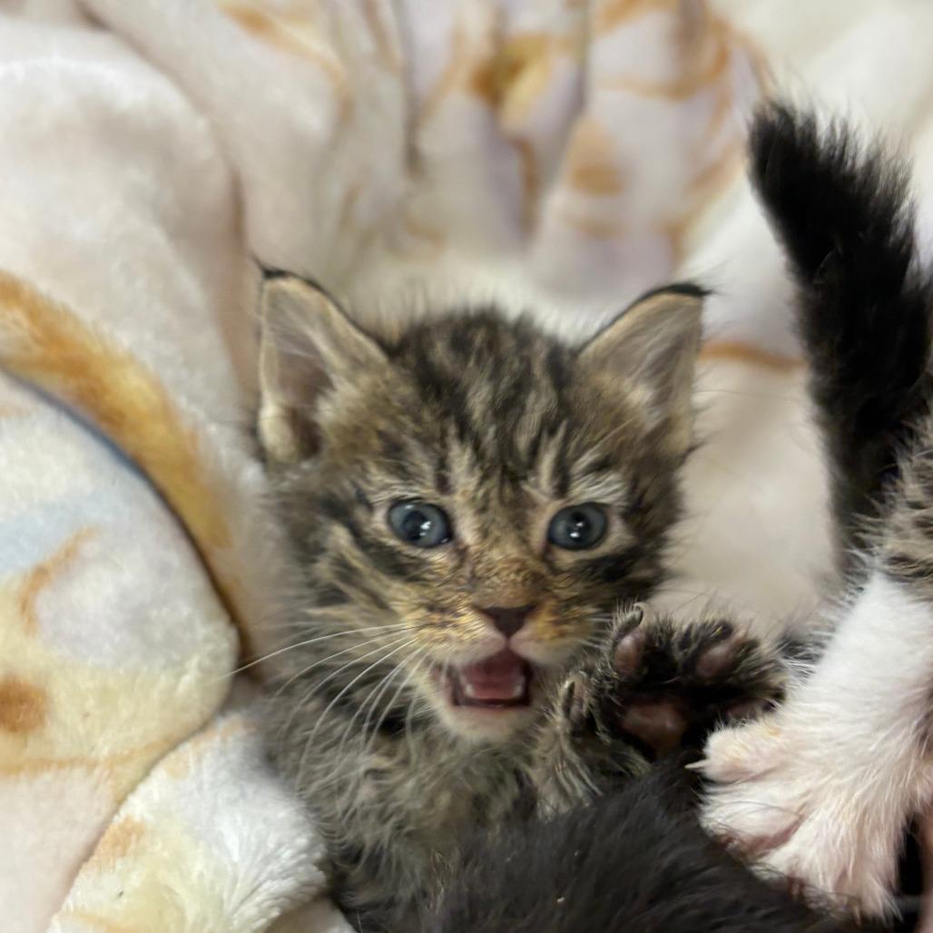 Elphaba (25-11134), Adoptable, Kitten Female Domestic Short Hair.