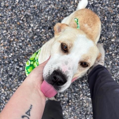 Slushie, ADOPTABLE, Adult Female Labrador Retriever.
