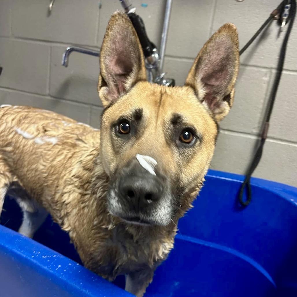 Corn Dog, a Adoptable Shepherd in La Grange, KY image 1/6