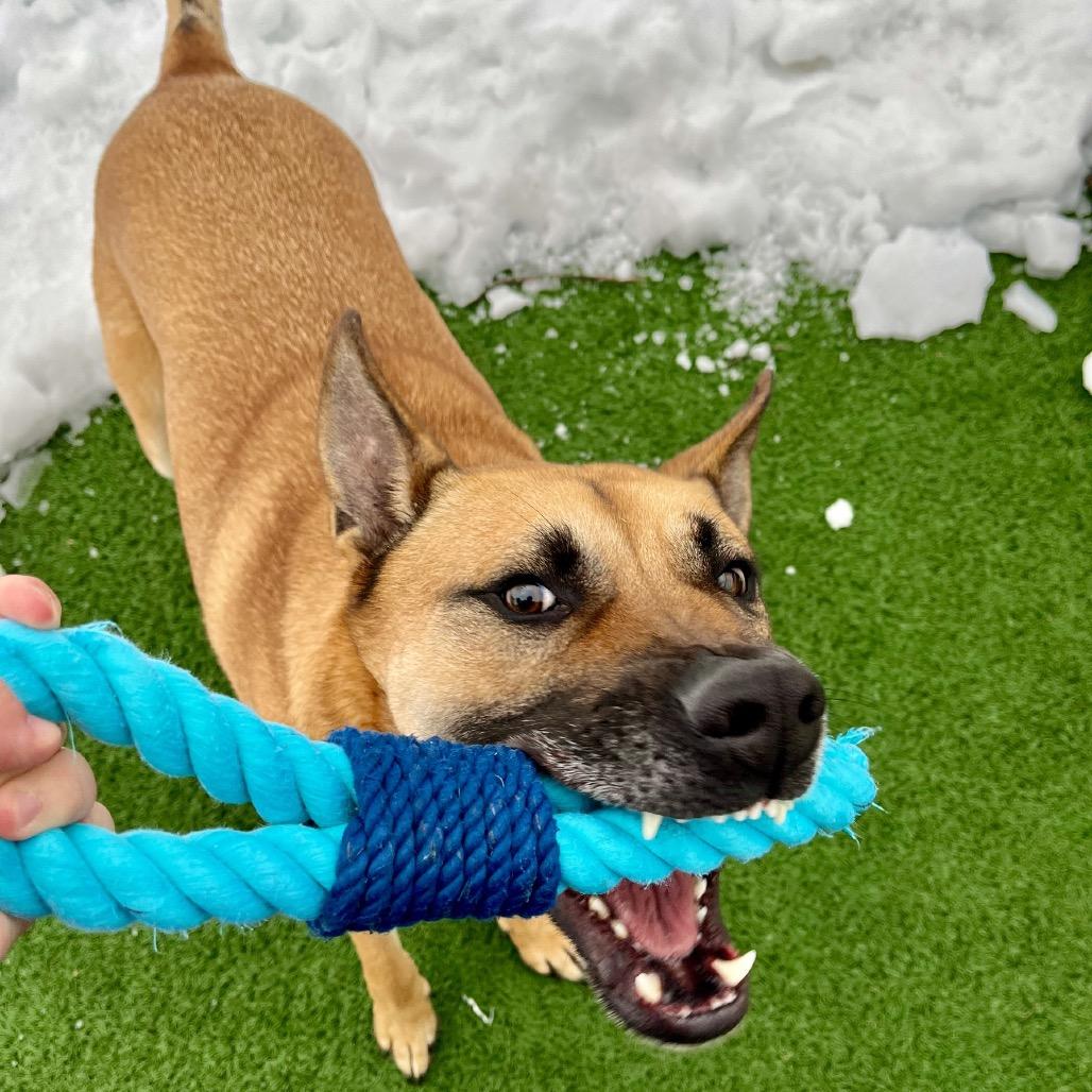 Corn Dog, a Adoptable Shepherd in La Grange, KY image 2/6