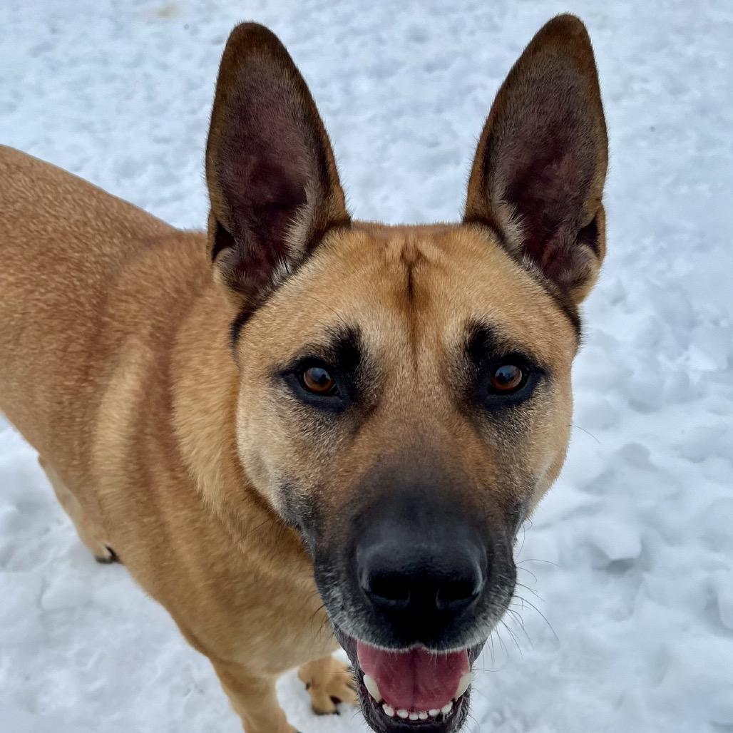 Corn Dog, a Adoptable Shepherd in La Grange, KY image 3/6