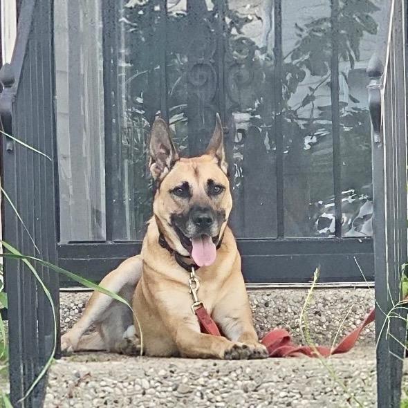 Corn Dog, a Adoptable Shepherd in La Grange, KY image 4/6