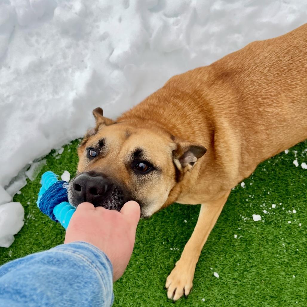 Corn Dog, a Adoptable Shepherd in La Grange, KY image 5/6
