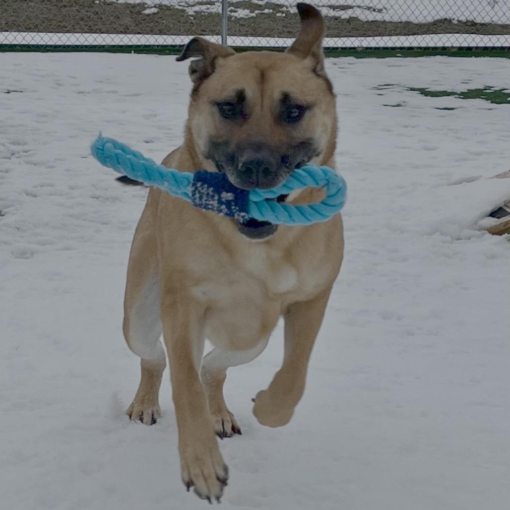 Corn Dog, a Adoptable Shepherd in La Grange, KY image 5/6