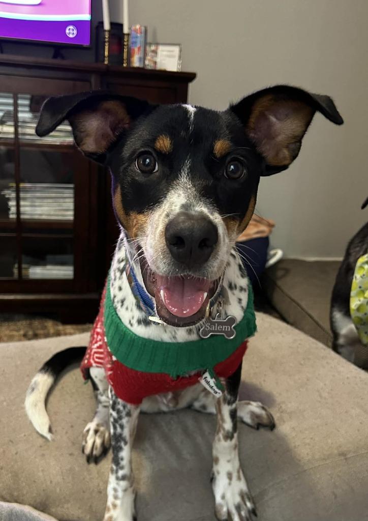 Salem, Adoptable, Young Male Pointer & Mixed Breed.