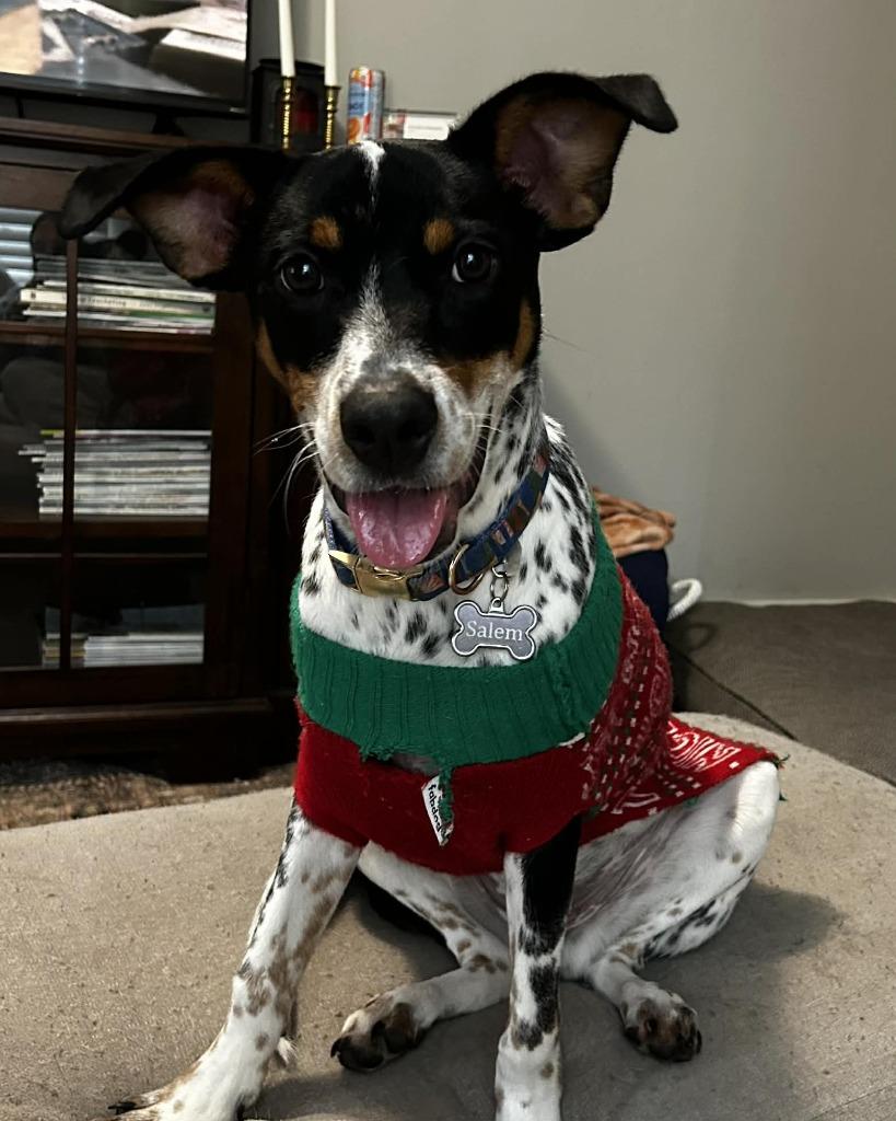 Enlarge Salem, a Adoptable mixed breed in Orlando, FL image 2/3