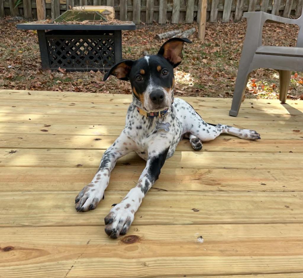 Enlarge Salem, a Adoptable mixed breed in Orlando, FL image 3/3