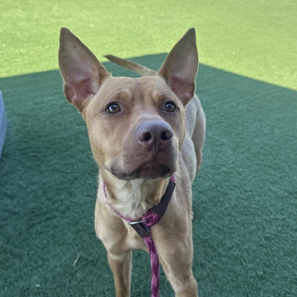 Enlarge Lucy, a Adoptable mixed breed in Canton, IL image 1/6