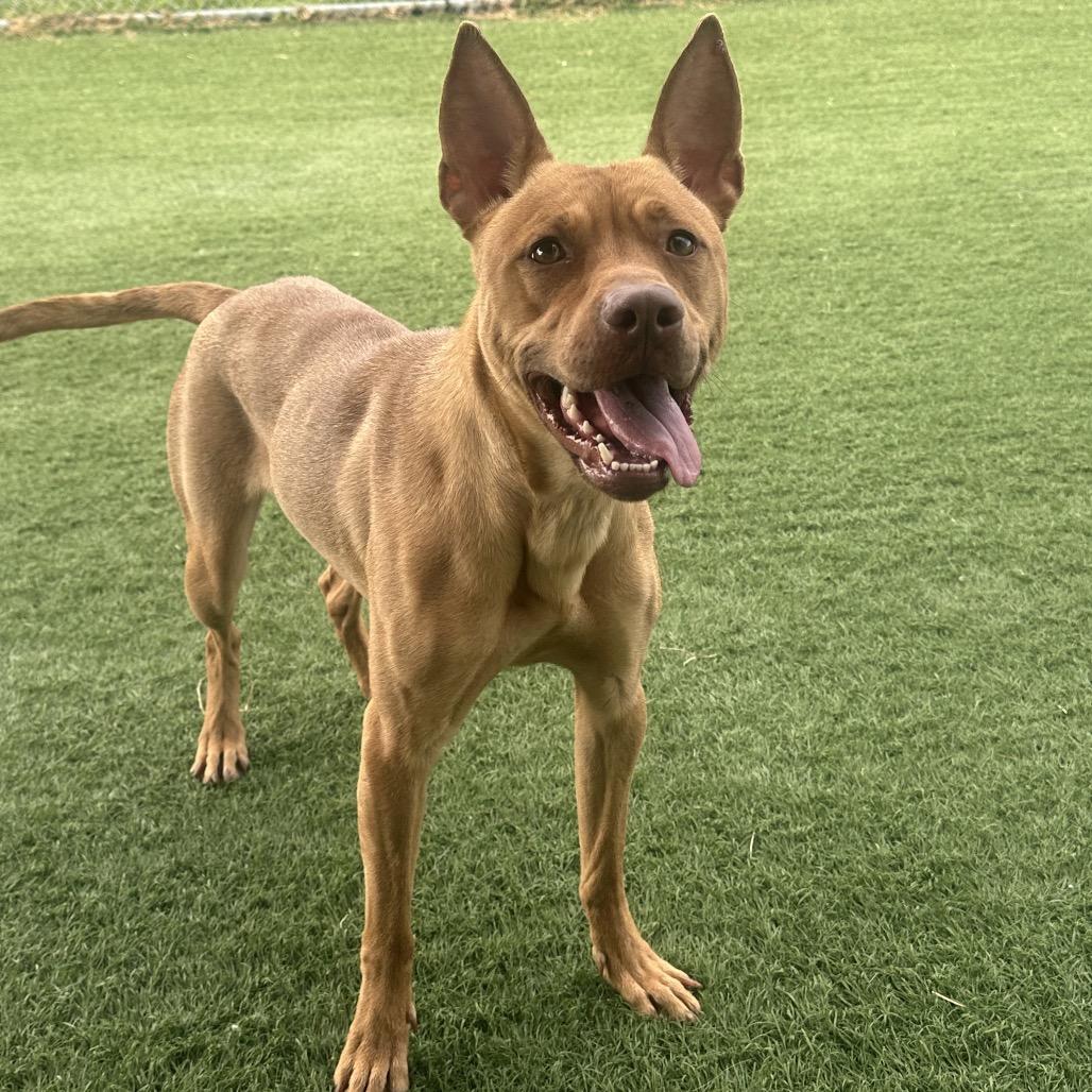 Enlarge Lucy, a Adoptable mixed breed in Canton, IL image 3/6