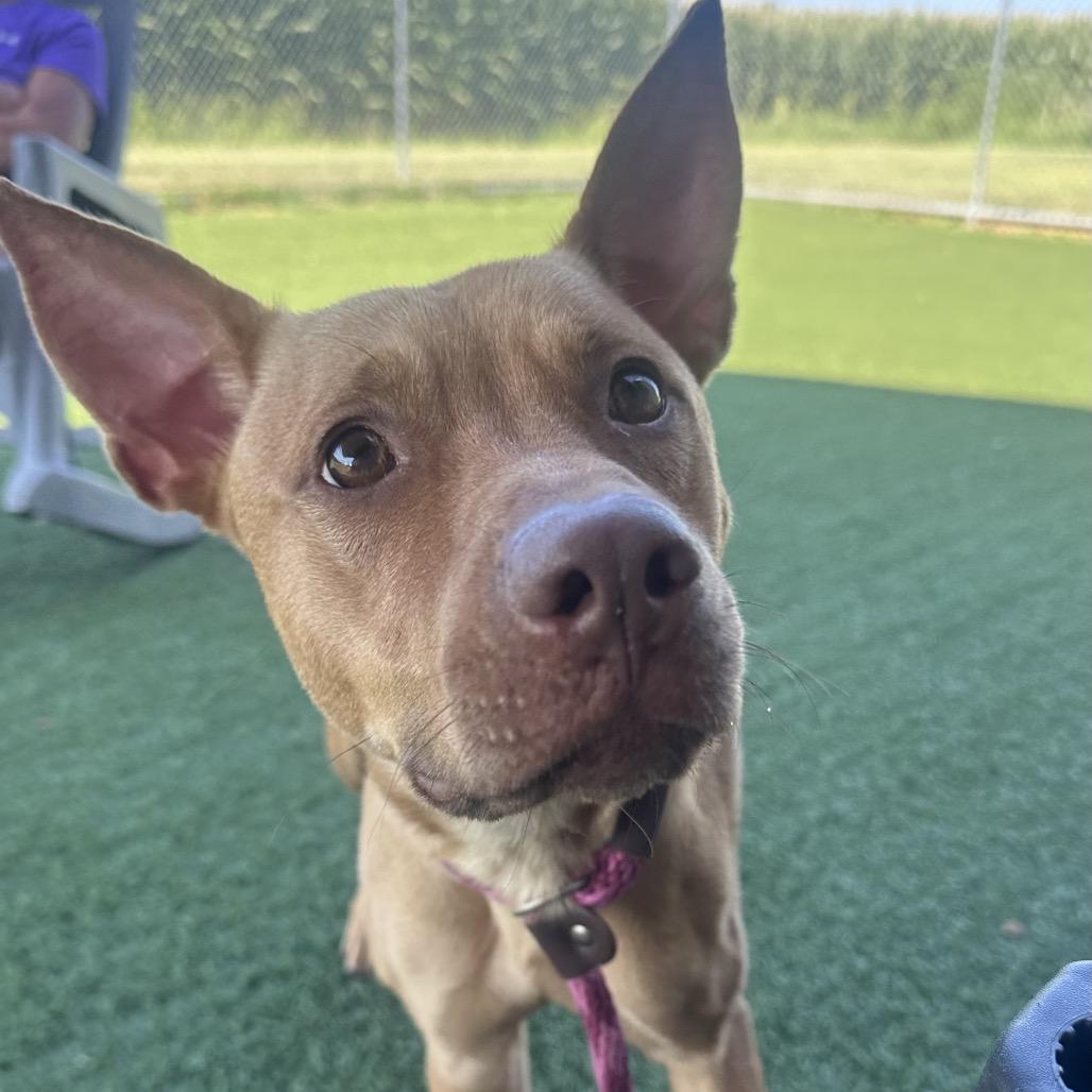 Enlarge Lucy, a Adoptable mixed breed in Canton, IL image 4/6