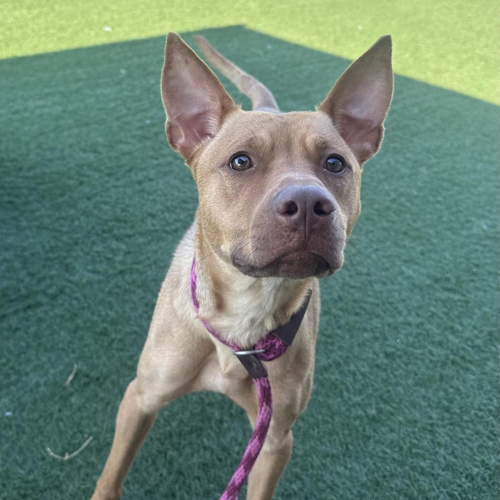 Enlarge Lucy, a Adoptable mixed breed in Canton, IL image 5/6