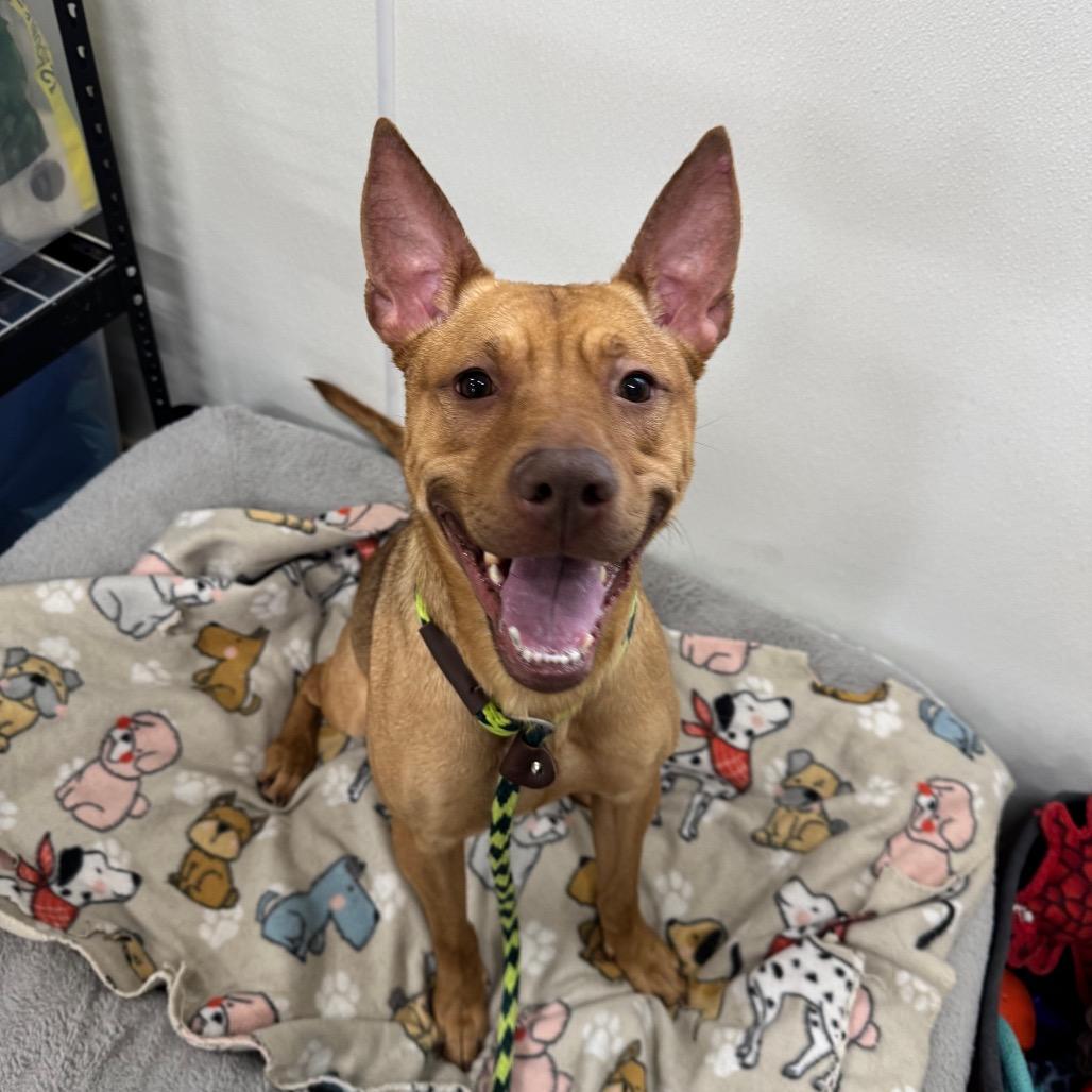 Enlarge Lucy, a Adoptable mixed breed in Canton, IL image 6/6