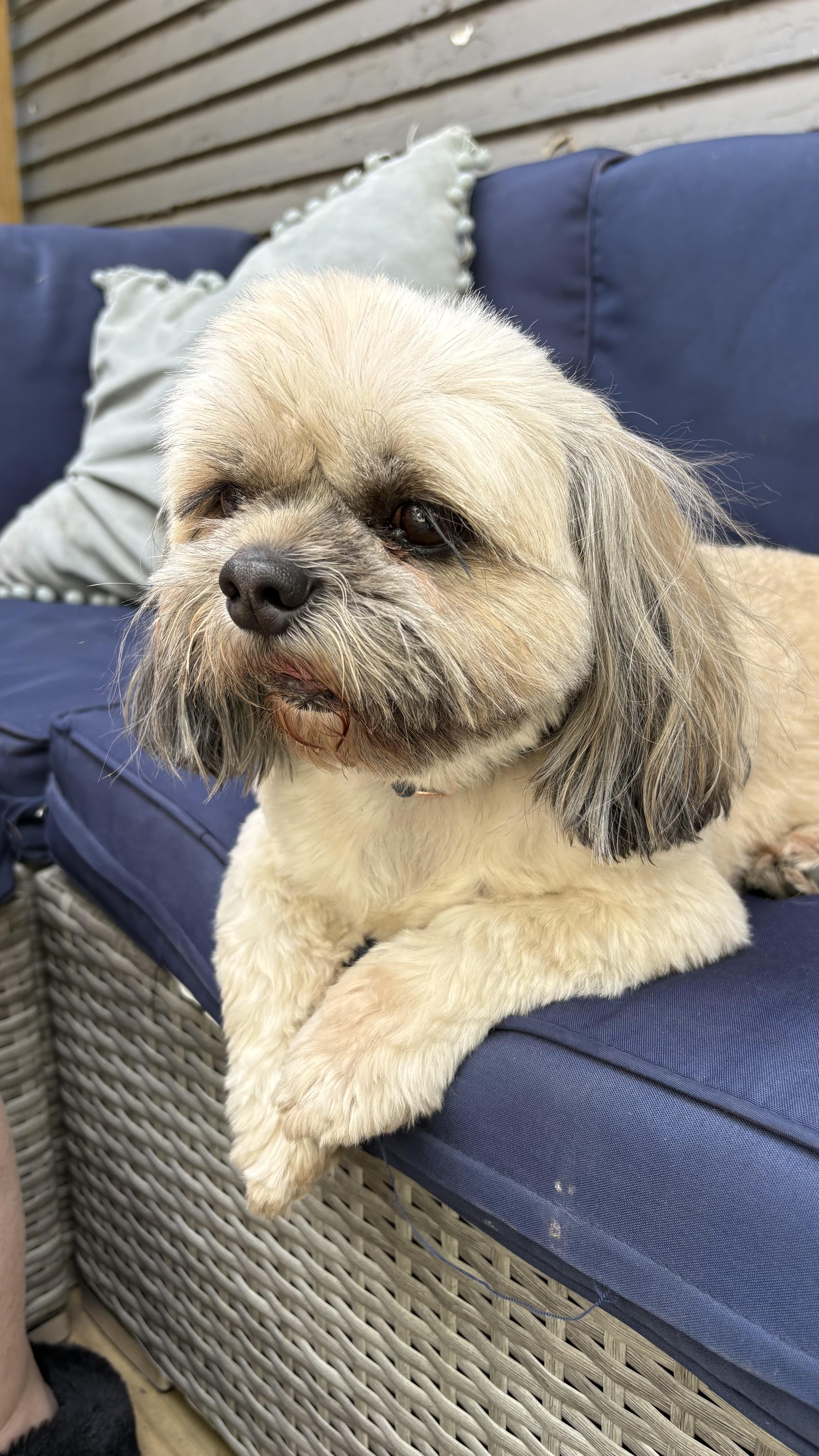 Pillow, a ADOPTABLE Shih Tzu in Valley Center, KS image 3/5