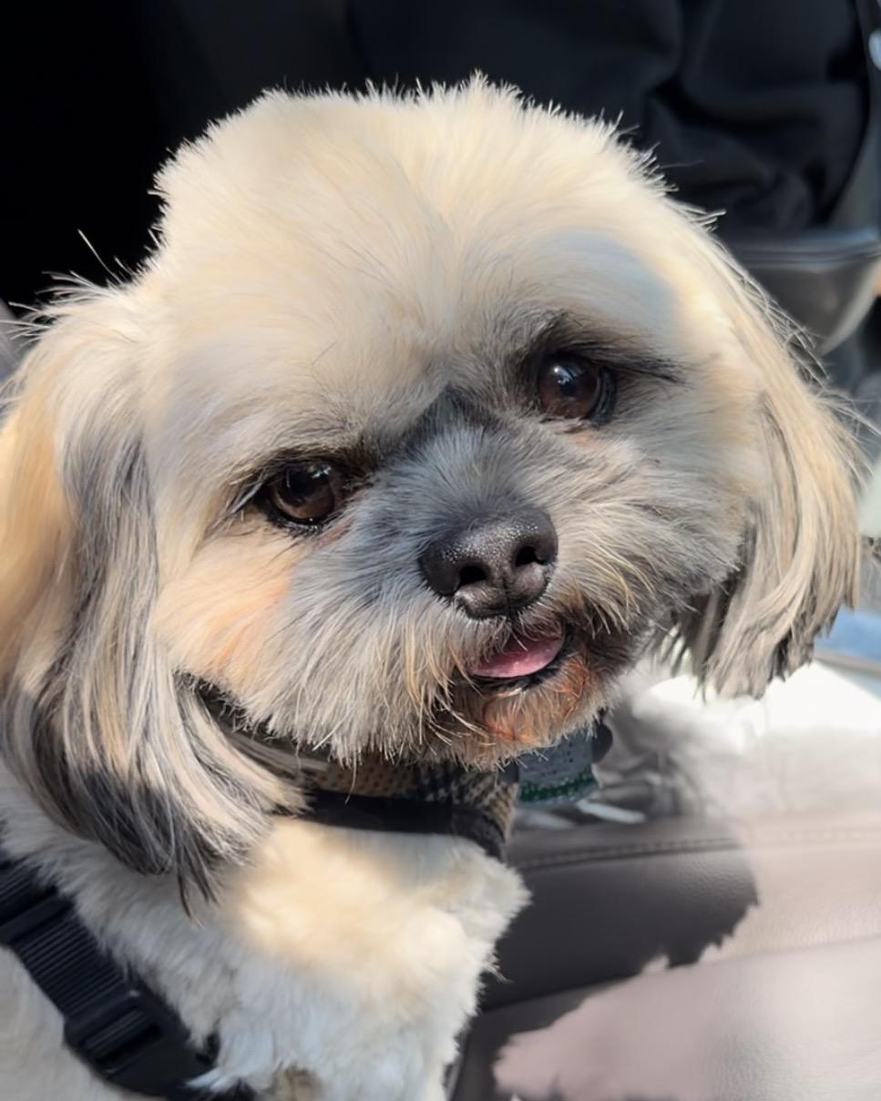 Pillow, a ADOPTABLE Shih Tzu in Valley Center, KS image 1/5