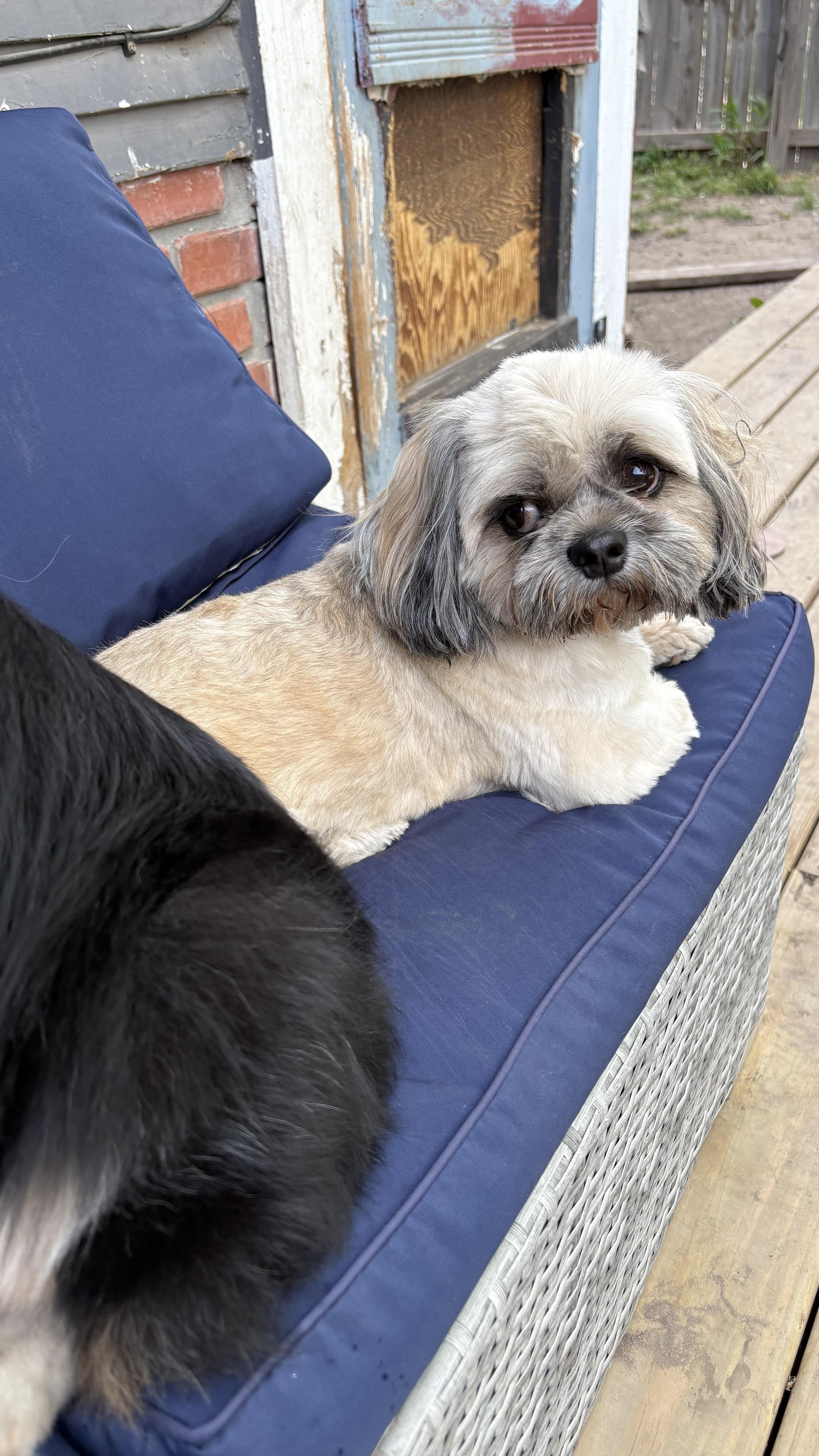 Pillow, a ADOPTABLE Shih Tzu in Valley Center, KS image 5/5