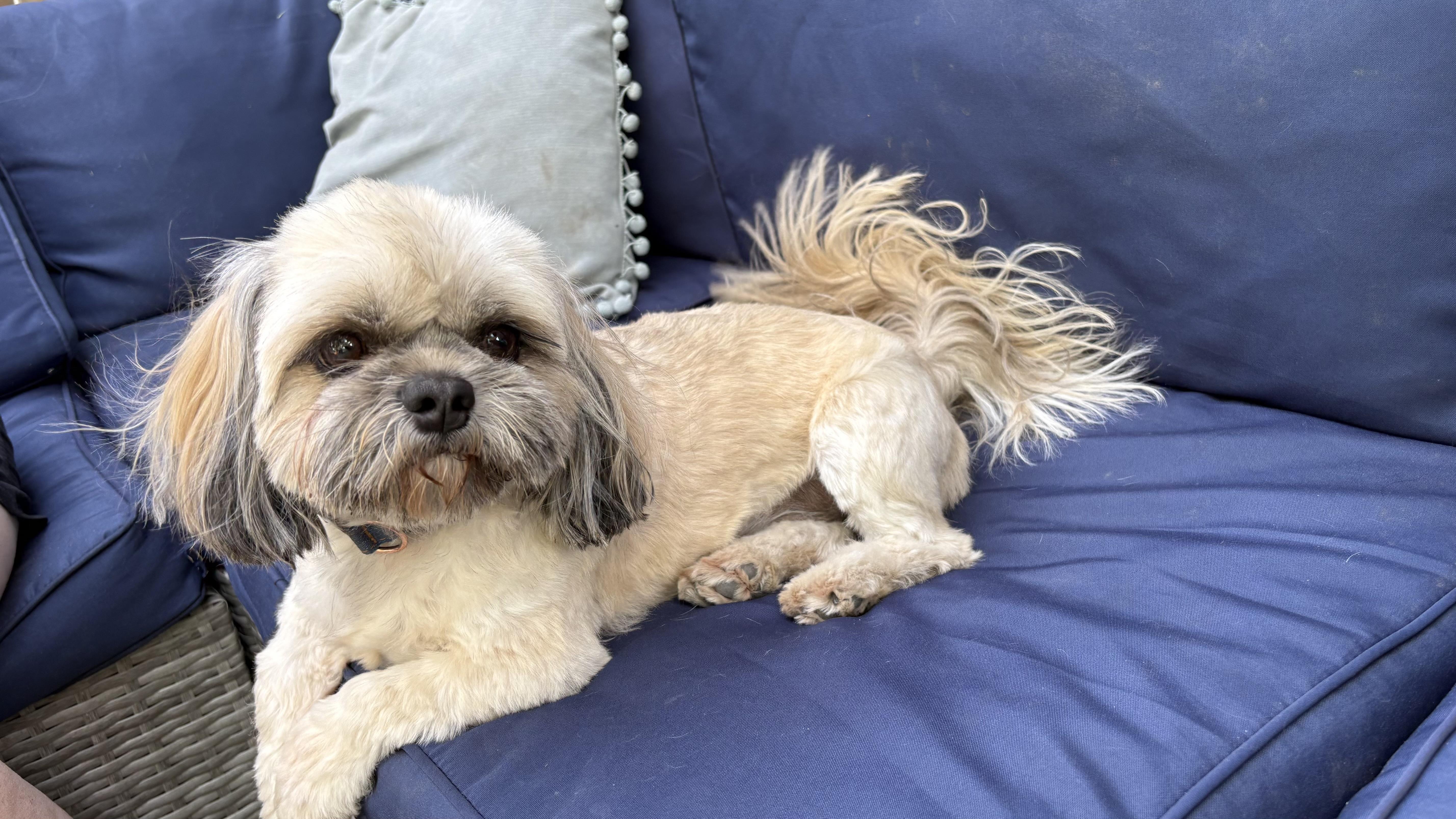 Pillow, a ADOPTABLE Shih Tzu in Valley Center, KS image 4/5