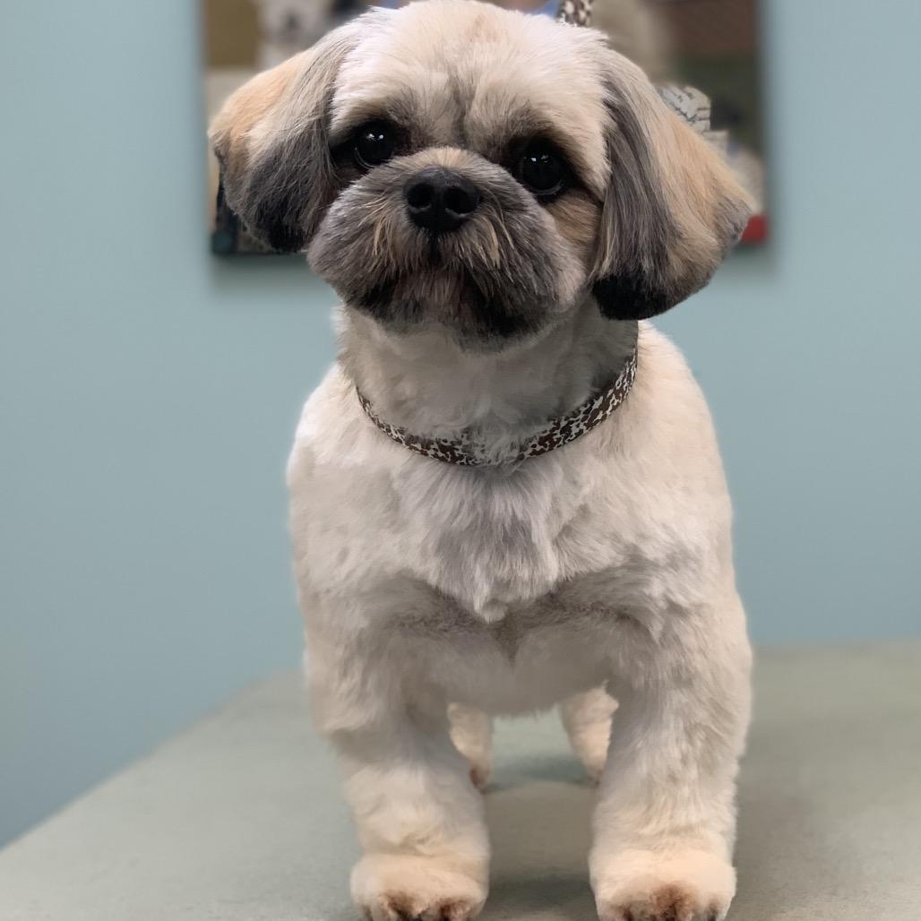 Pillow, a ADOPTABLE Shih Tzu in Valley Center, KS image 2/5