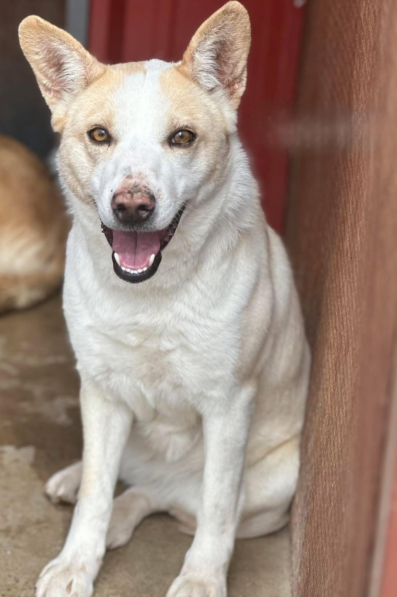 Enlarge **DAPHNE**, a Adoptable Husky in North Prairie, WI image 2/3