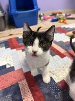 Phineas, ADOPTABLE, Young Male Domestic Short Hair.