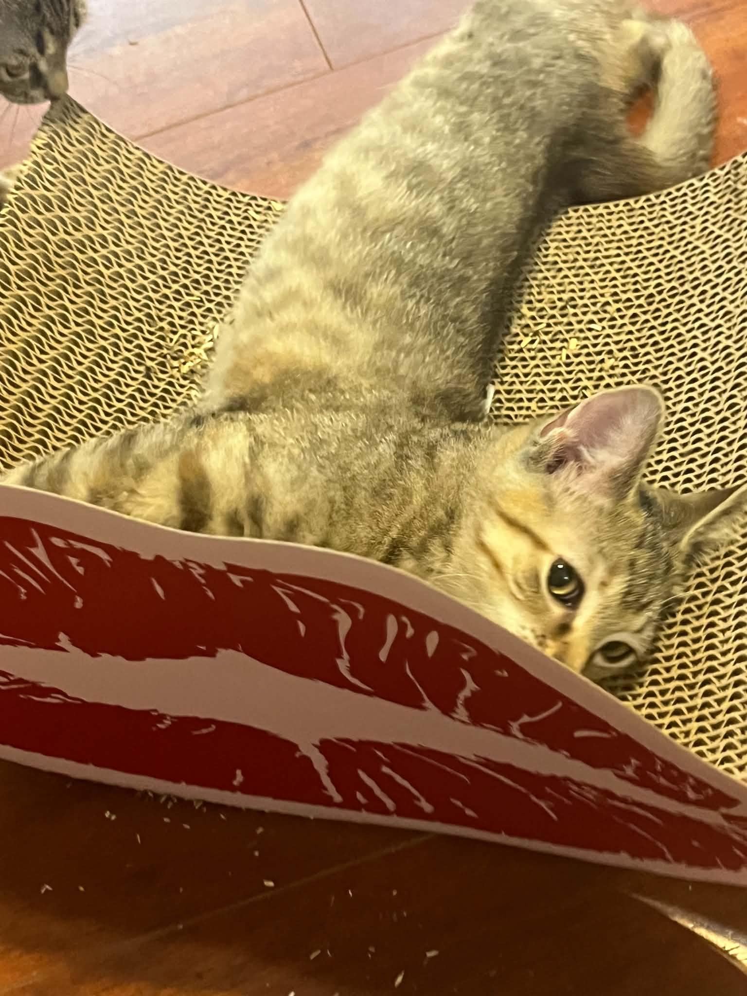 Enlarge Juicy Fruit, a Adopted Domestic Short Hair in Richmond, KY image 2/6