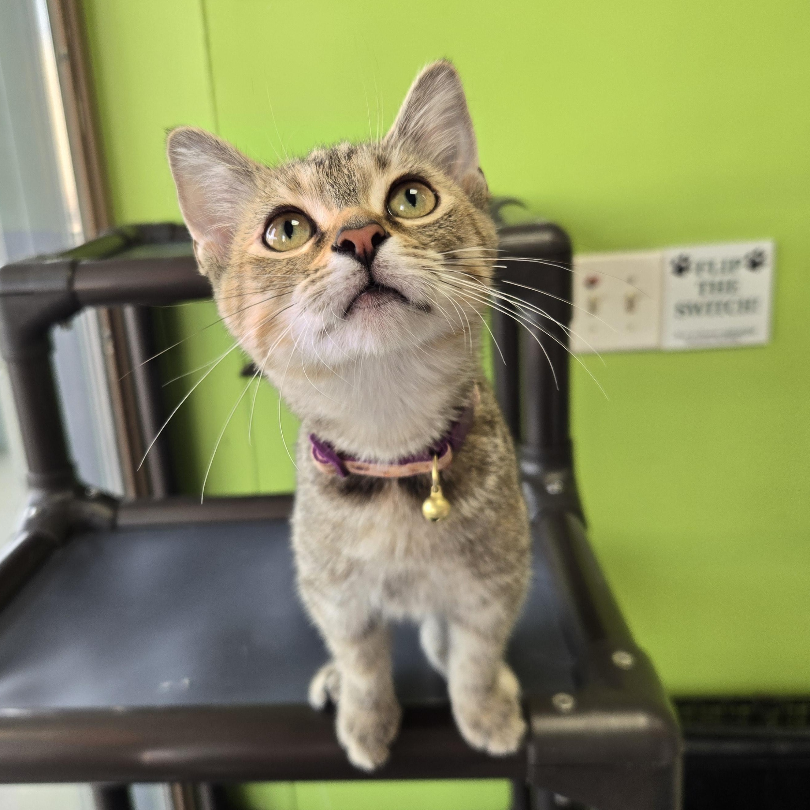 Enlarge Juicy Fruit, a Adopted Domestic Short Hair in Richmond, KY image 1/6