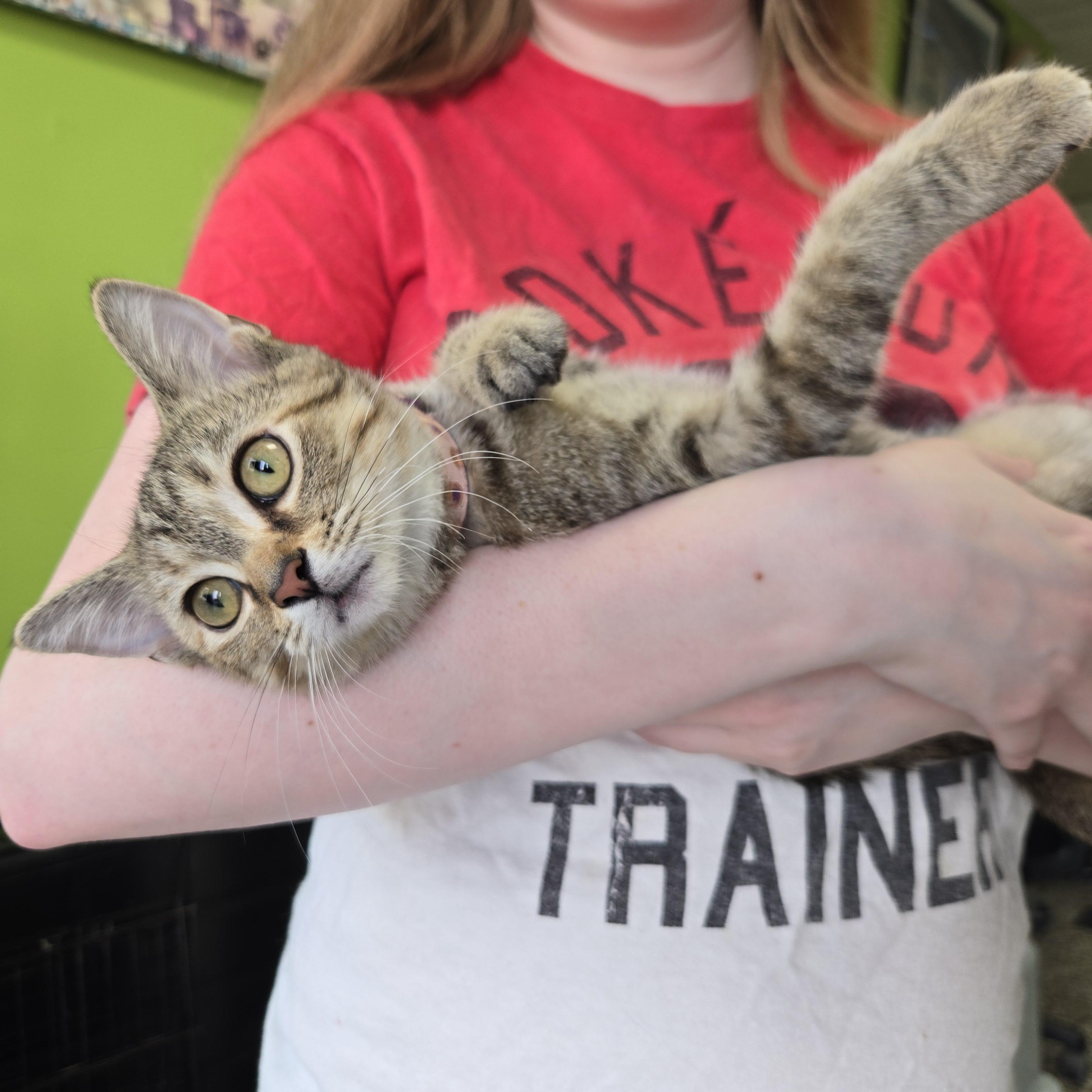 Enlarge Juicy Fruit, a Adopted Domestic Short Hair in Richmond, KY image 5/6
